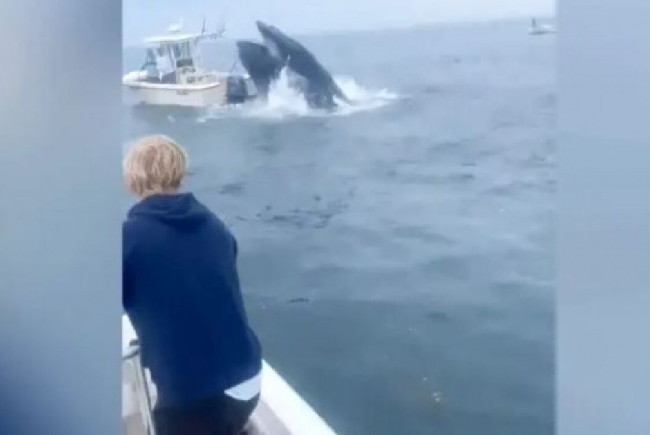 Τρομακτικό βίντεο: Φάλαινα έπεσε σε βάρκα και εκτόξευσε στον αέρα τους ψαράδες