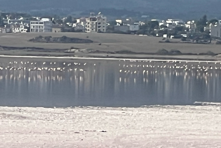 Έφτασαν τα πρώτα φλαμίνγκο στην Αλυκή Λάρνακας (ΦΩΤΟΣ)