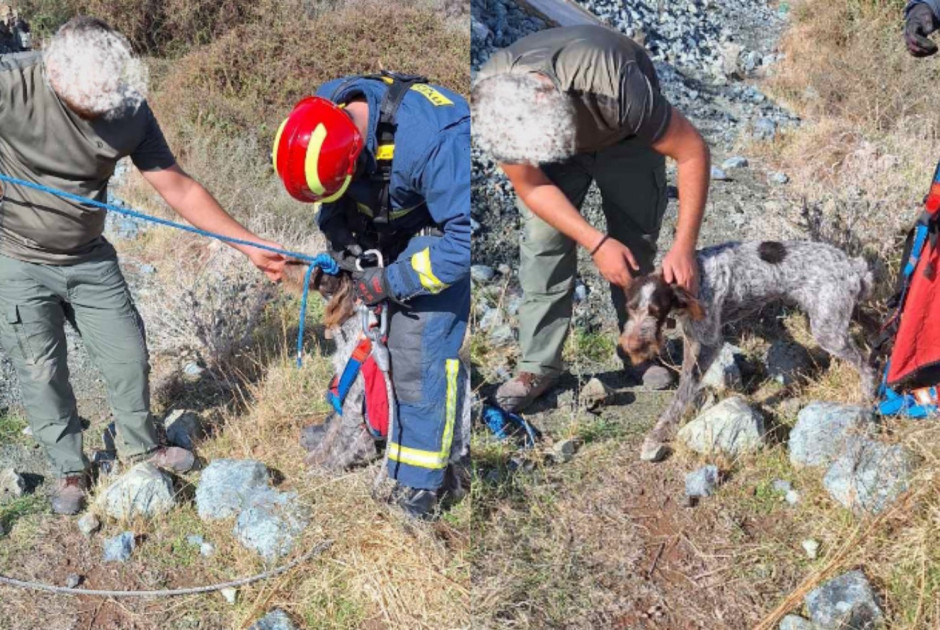 Σκύλος έπεσε σε χαράδρα 20 μέτρων στην Πάφο (ΦΩΤΟΣ)