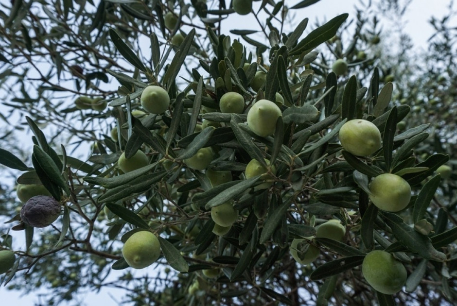 41χρονος έκλεβε ελιές – Τον έπιασαν επ’ αυτοφώρω