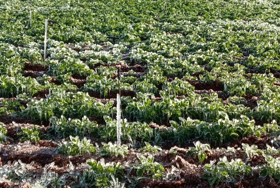 Υπ. Γεωργίας: Στόχος να προχωρήσει τάχιστα η στήριξη παραγωγών που πλήγησαν λόγω ψύχους