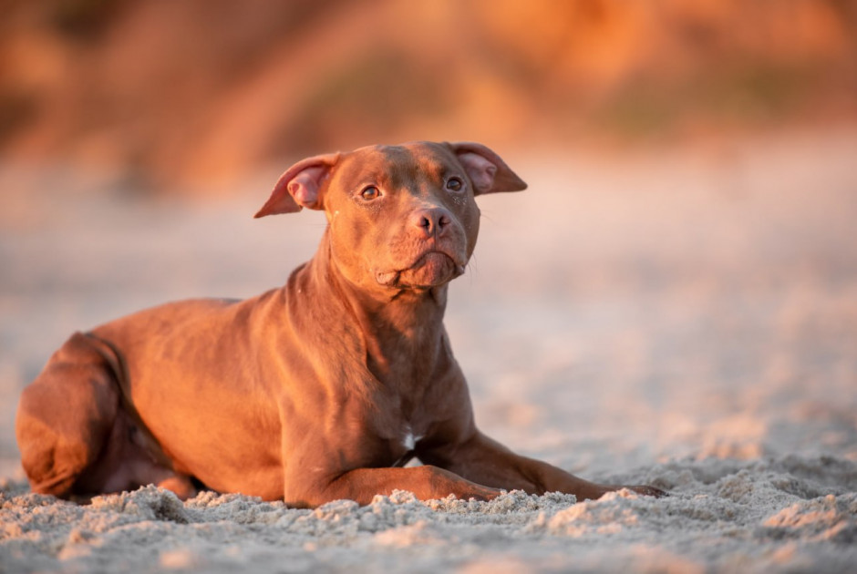 Pit-bull επιτέθηκε σε γυναίκα στη Λεμεσό – Θα υποβληθεί σε επέμβαση