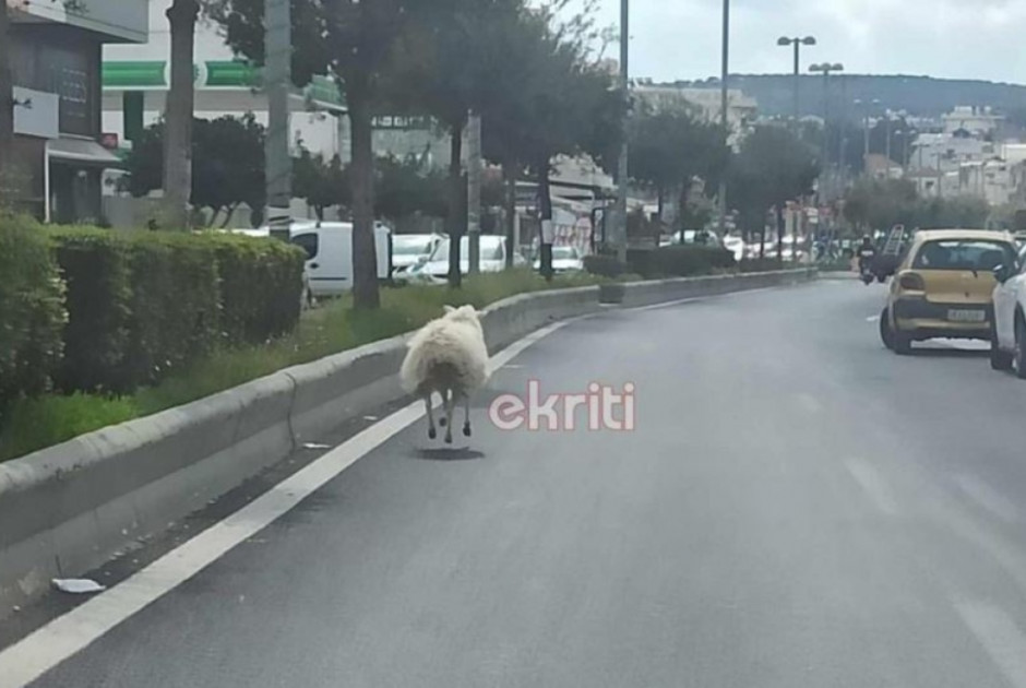 Αρνί έκοβε βόλτες ... σε λεωφόρο (ΦΩΤΟ)