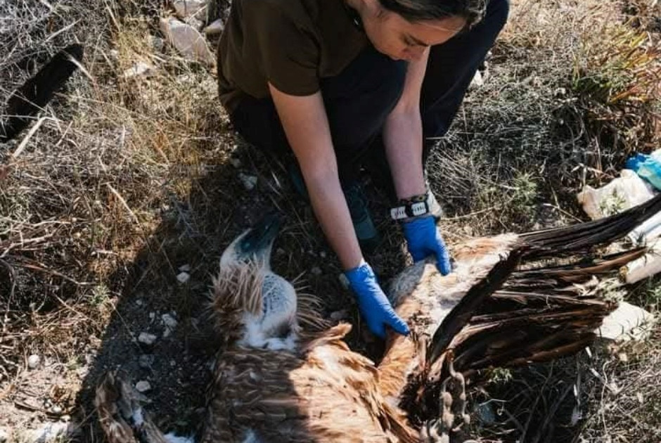 Γύπας έπεσε νεκρός από ηλεκτροπληξία-Αλλη μια απώλεια