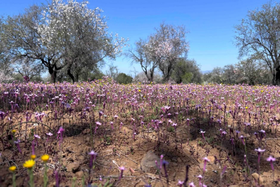 Η ανομβρία και η ξηρασία επηρέασαν και το «ροζ λιβάδι» (ΒΙΝΤΕΟ)